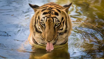 Фотокартина с непоколебимым тигром под водой