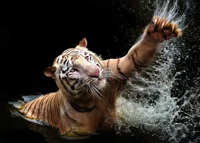 Тигр под водой в формате jpg