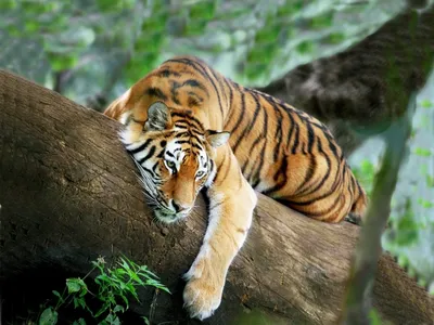 Величественный тигр в джунглях