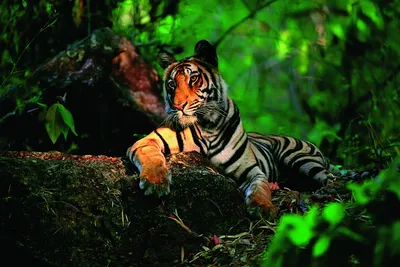 Фотография тигра с взглядом, полным магии и загадок