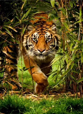 Красота тигра в его естественной среде обитания