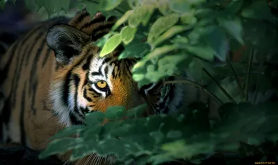 Фото тигра с неповторимым и поразительным обликом