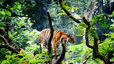 Удивительное изображение тигра в окружении мистических джунглей