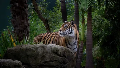Изображение тигра, именующегося покровителем дикой природы