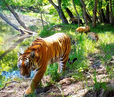 Фото тигра, вобравшего в себя силу всего окружающего мира