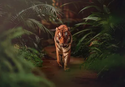 Тигр в джунглях: величественная картина природы