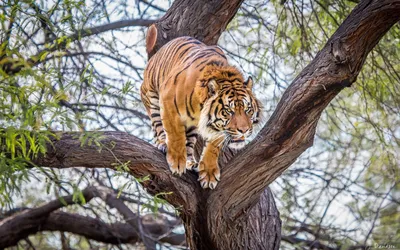 Впечатляющая фотография тигра в прыжке