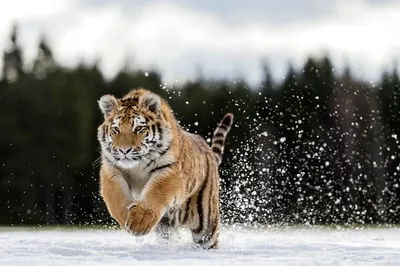 Уникальное фото тигра в движении