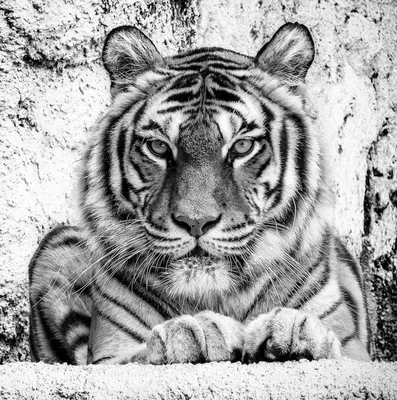 Тигра черно белое фотографии