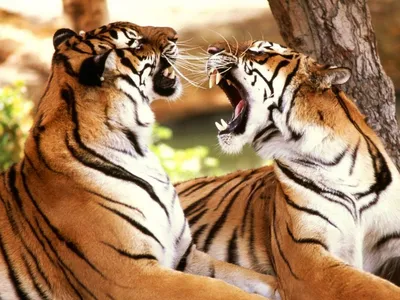 Тигра и тигрицы  фото