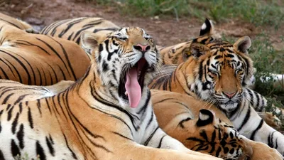 Тигра и тигрицы фотографии
