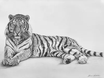 Тигра карандашом фотографии