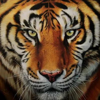 Фото тигра для использования в качестве аватарки