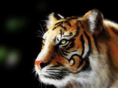 Фотография тигра для выбора аватарки