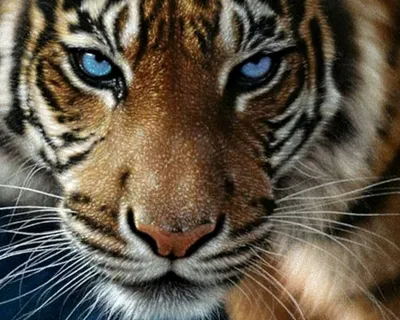 Фотография тигра с возможностью выбора размера