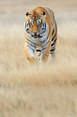 Фотография тигра на фото профиля в формате webp (изображение)