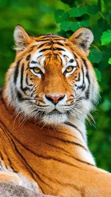 Фотография тигра для профиля