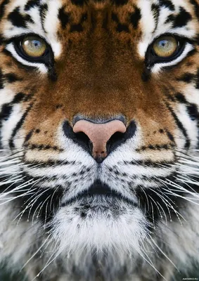 Изображение тигра на аватар в формате png (фотография)