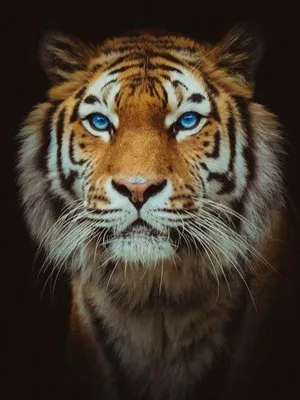 Картинка тигра на фото профиля в формате jpg (фотография)
