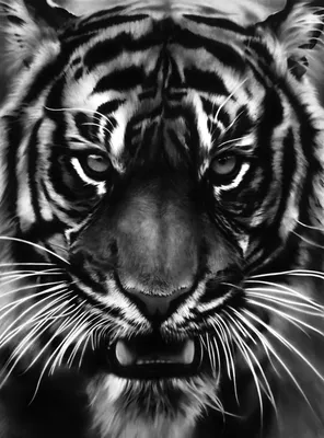 Изображение тигра на аватар в формате png