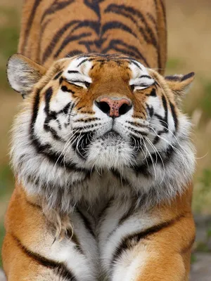 Фото тигра на обои - популярные размеры и форматы для скачивания