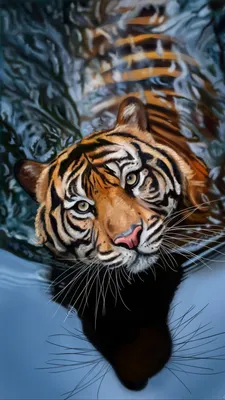 Картинка тигра на обои - различные форматы и размеры для скачивания