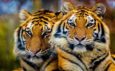 Тигр на обои в формате png - разные варианты размеров изображения