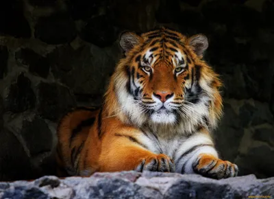 Изображение тигра на обои - доступные размеры и форматы для скачивания