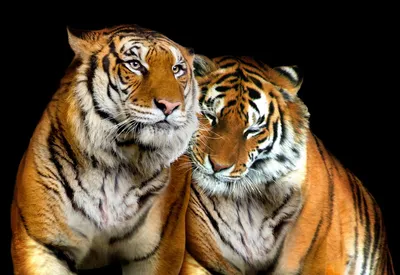 Фотка тигра на обои - выберите подходящий формат и размер изображения