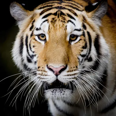 Фотка тигра для обоев - доступные форматы и размеры для скачивания