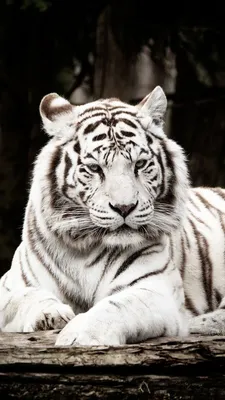 Фотография тигра на обои - различные форматы и размеры для скачивания