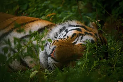 Фотка тигра на обои - выберите подходящий формат и размер изображения