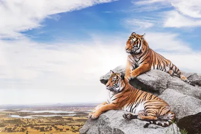 Тигр на обои - выбор формата и размера изображения