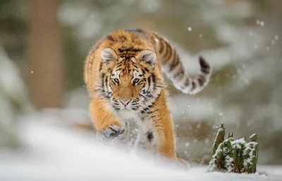 Изображение тигра во время активной охоты