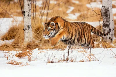 Картинка тигра, охотящегося на мелкую живность