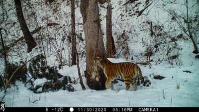 Фото тигра, лежащего в засаде перед охотой