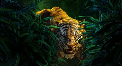 Фотография тигра, выползающего из зарослей для охоты