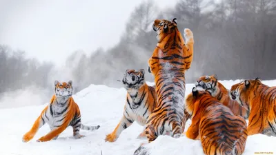 Картинка тигра, прыгающего на оленя