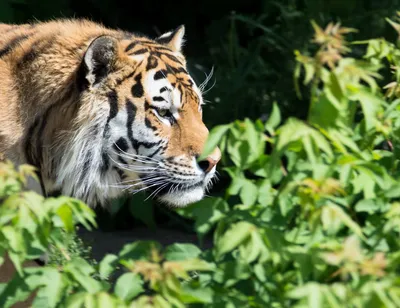 Картинка тигра на охоте в webp формате