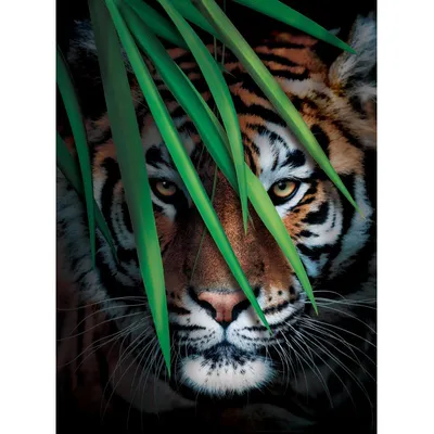 Фото тигра, рычащего перед атакой на свою жертву