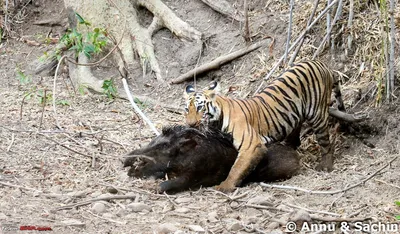 Изображение тигра, с нетерпением ожидающего охоту
