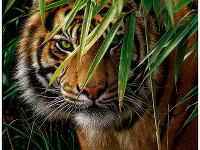 Фотография тигра на охоте в заснеженной местности
