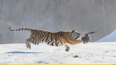 Фото тигра охотящегося в дикой природе