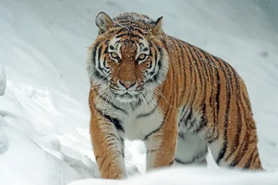 Фото тигра, выслеживающего жертву в высокой траве