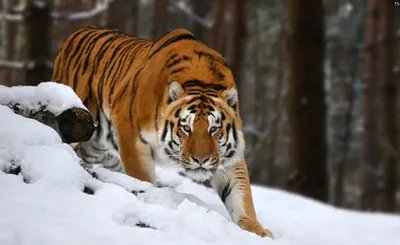 Фотография тигра, покидающего логово для охоты