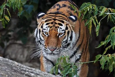 Изображение тигра, преследующего добычу в лесу