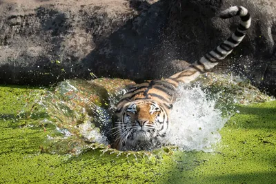 Картинка тигра, охотящегося с помощью укрытия