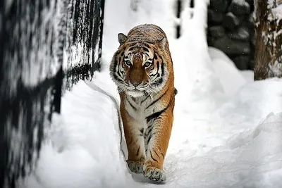 Фото тигра, стратегически выбирающего позицию для охоты