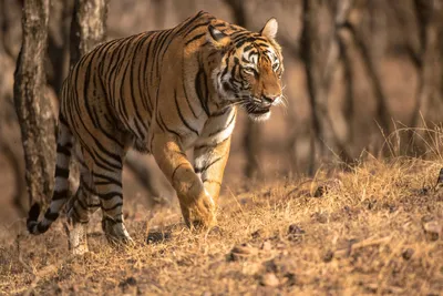 Фотография тигра, высматривающего свою следующую жертву