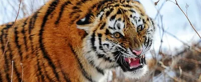 Изображение тигра, пробегающего мимо камеры во время охоты